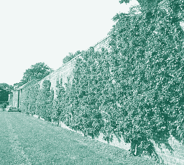 An English fruit wall. Wikipedia Commons.