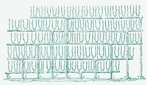 The use of available space was optimized by pruning the fruit trees.