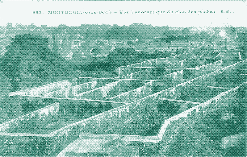 Early 20th century postcard of the peach walls in Montreuil.