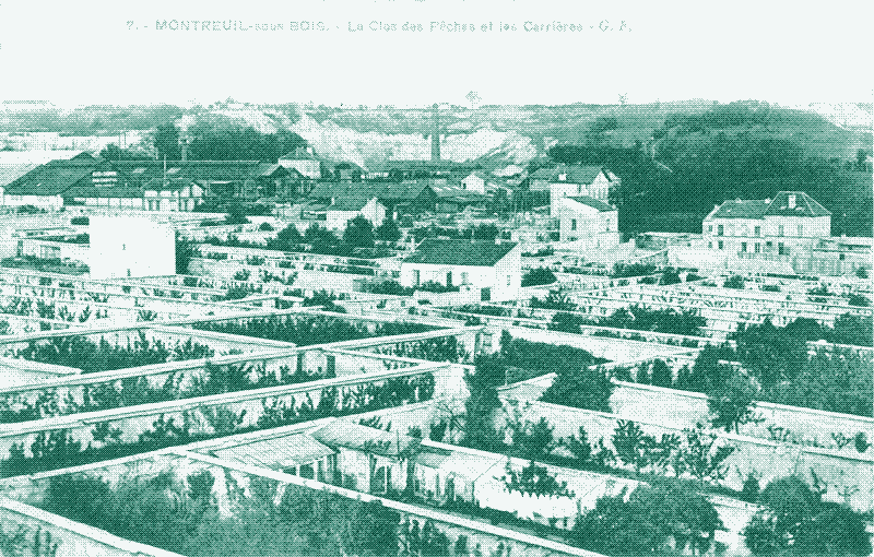 Early 20th century postcard of the peach walls in Montreuil.