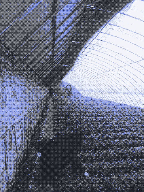 Strawberries in a Chinese solar greenhouse. Picture: wikipedia commons.