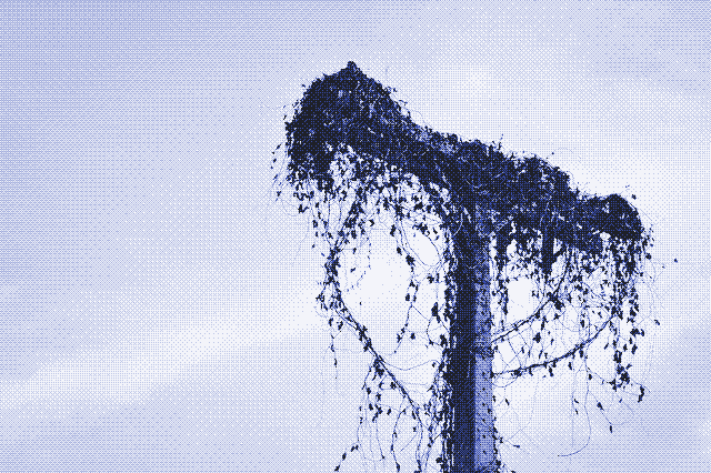 Image: An abandoned power line. Miura Paulison.