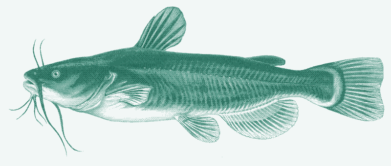 Image: Vietnamese catfish.