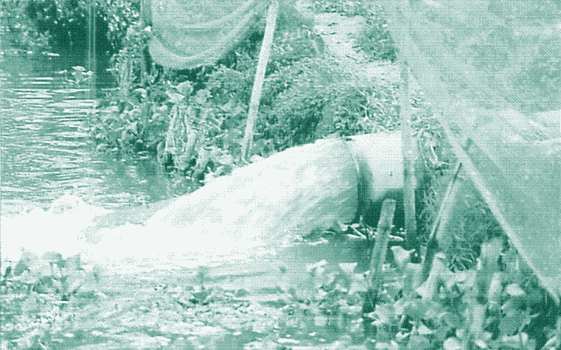 Image: Wastewater after treatment in fishponds, Hanoi. Source: Edwards, 1996. [^5]