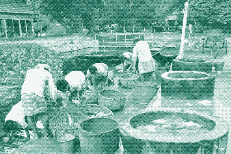 Image: Fish harvested from the East Kolkata Wetlands. Source: Fish Farming in the East Kolkata Wetlands, Ramble On, Priya Mallic.
