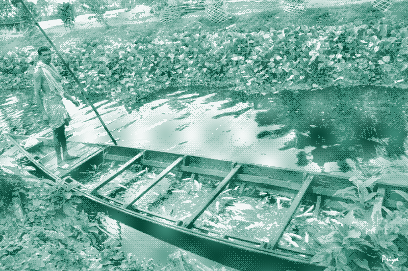 Image: Waste-fed fish ponds provide steady sources of protein for small-holder farmers. Source: Fish Farming in the East Kolkata Wetlands, Ramble On, Priya Mallic.