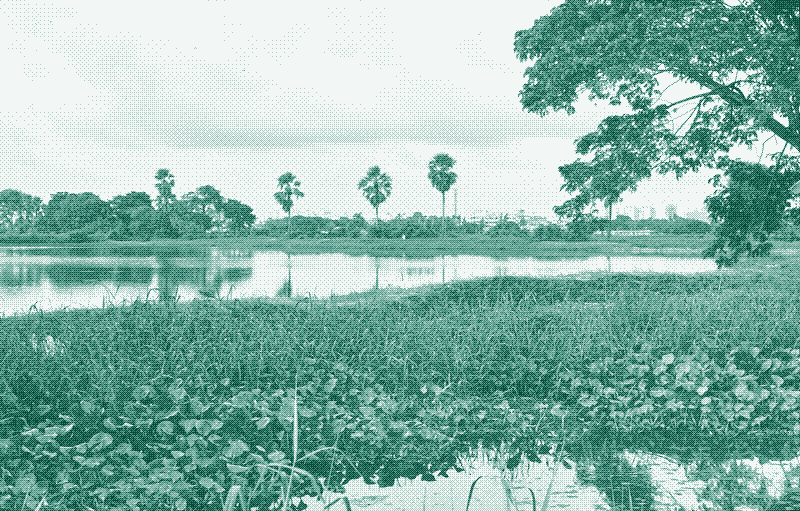 Image: Fish ponds in the East Kolkata Wetlands, the largest sewage-fed aquaculture system in the world today. Source: iStock.