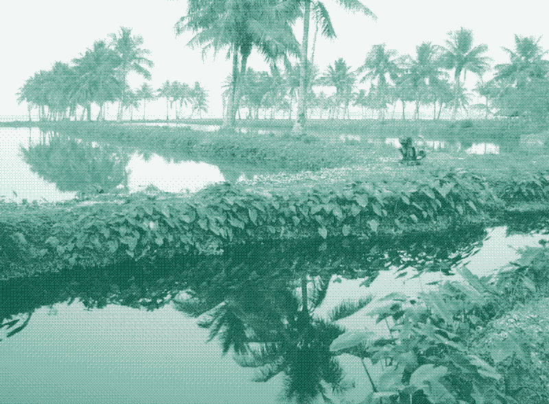 Image: Fish ponds in the East Kolkata Wetlands – the largest sewage-fed aquaculture system in the world today. Source: Edwards, 2008. [^8]