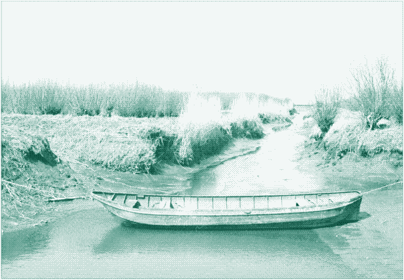 Image: Ditch in a tidal coppice plantation (1930-1950). Source: Wilgenkartering in de Brabantse, Sliedrechtse en Dordtse Biesbosch, 2012-2013. Nationaal Park de Biesbosch, 2014.