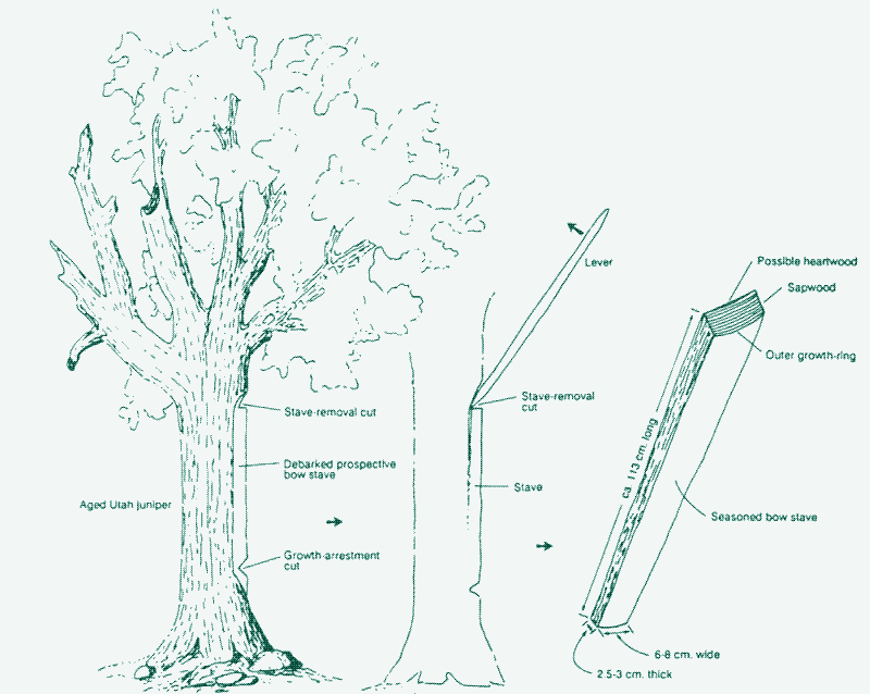 Image: Prying bow staves from living trees. Source: Wilke, Philip J. "Bow staves harvested from Juniper trees by Indians of nevada." Journal of California and Great Basin Anthropology 10.1 (1988): 3-31.