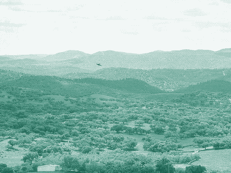 Abbildung: Wald oder Wiese? Etwas zwischen drin. Eine "Dehesa" (beweideter Eichenhain einer Schweinefarm) in Spanien. Bildquelle: Basotxerri (CC BY-SA 4.0).
