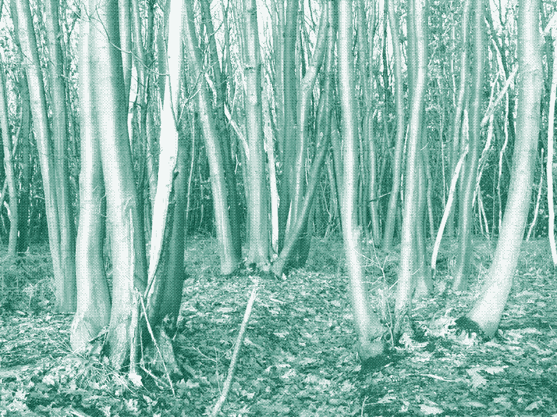 Bilder: Niederwald mit unterschiedlichen Erntezyklen. Bildquelle: Geert Van der Linden.
