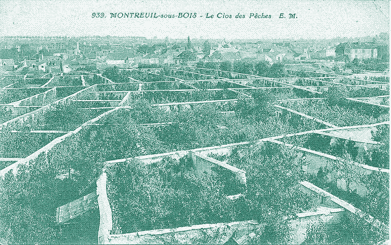 Muros frutales en Montreuil, un suburbio parte de París.