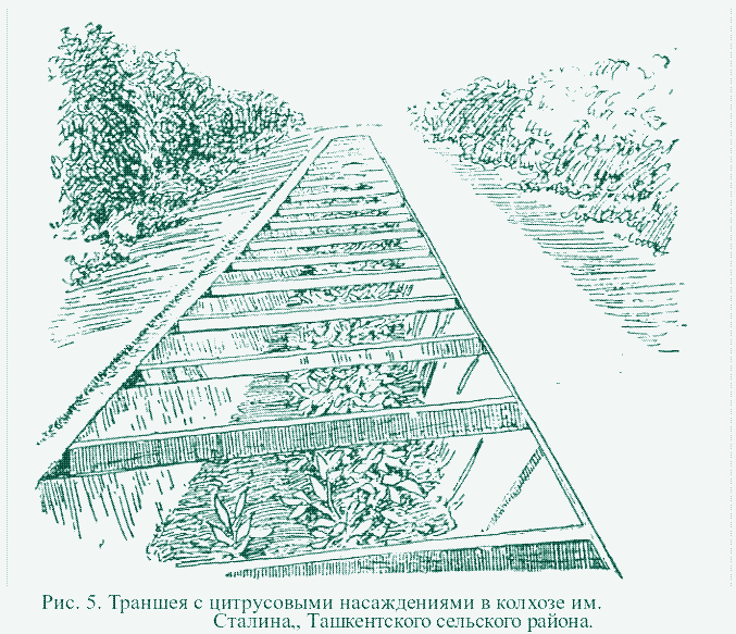 Image: Cultivando árboles cítricos en trincheras. Kolhoz Stalin, área agrícola alrededor de la ciudad de Tashkent.
