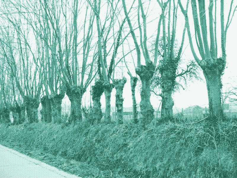 Imagen: Seto con árboles podados en Bélgica. Crédito: Geert Van der Linden.
