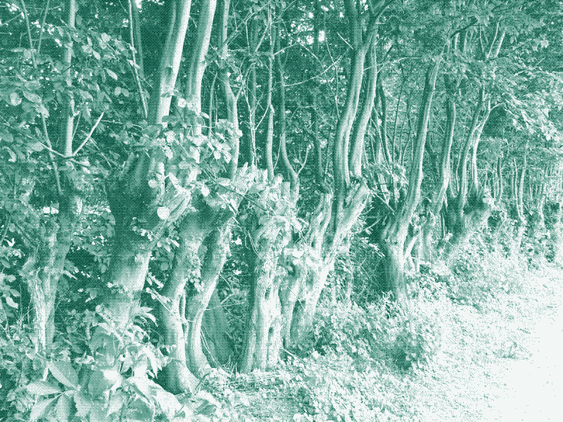 Imagen: Seto de árboles con copas podadas en Nieuwekerken, Bélgica. Crédito: Geert Van der Linden.