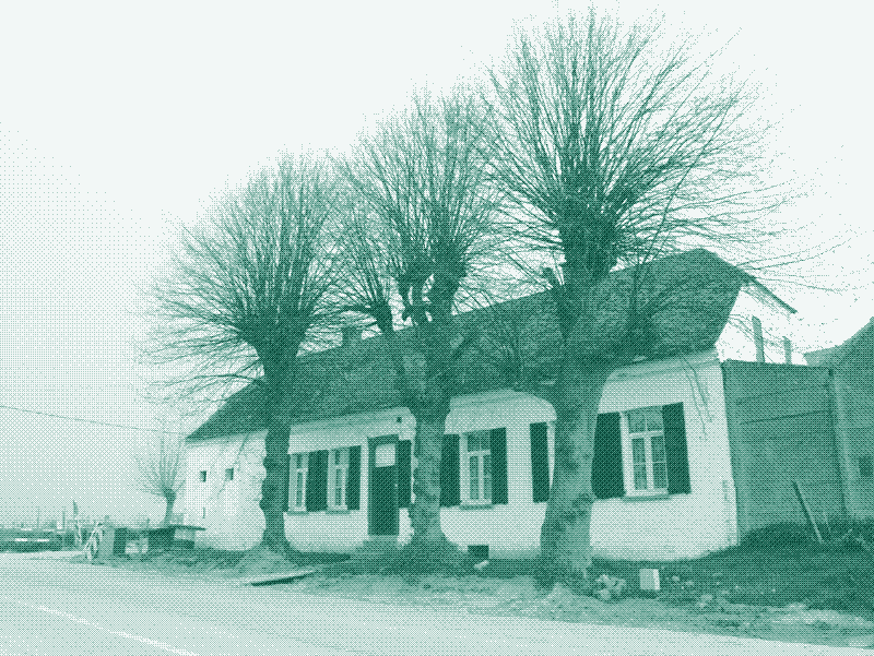 Imagen: Tilos con sus copas podadas protegen una construcción en una granja en Nederbrakel, Bélgica. Crédito: Geert Van der Linden.