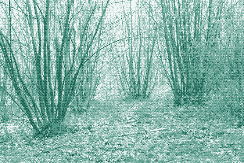 Imagen: Tocones recepados en Surrey, Inglaterra. Crédito: Martinvl (CC BY-SA 4.0)