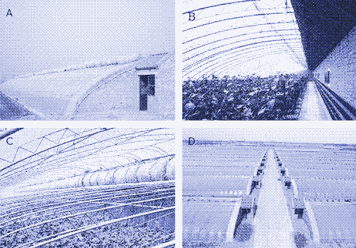 Plusieurs Serres chinoises . Image : HortTechnology.