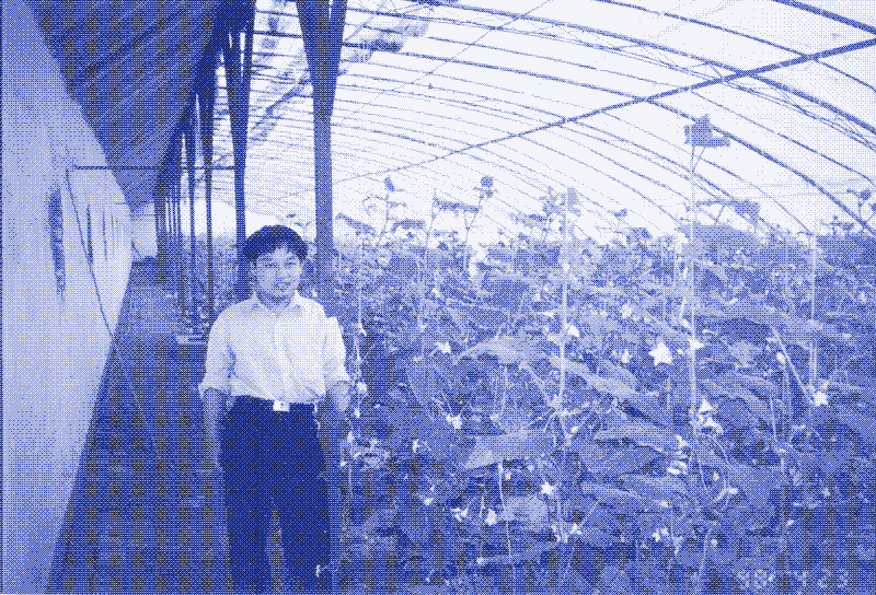 Culture de concombres dans une serre solaire chinoise. Image: Energy Farms.