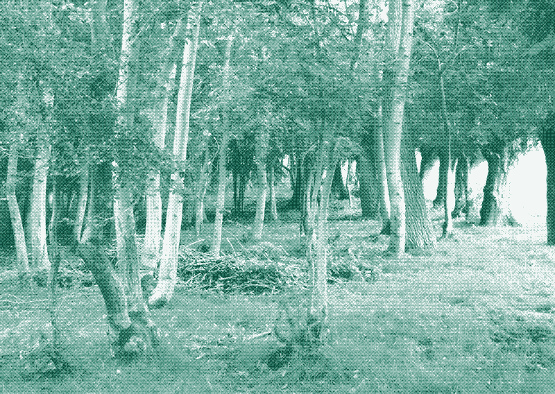 Image: Un petit bois peuplé d’arbres en taillis, certains émondés et d’autres inaltérés. Crédit: Geert Van der Linden.