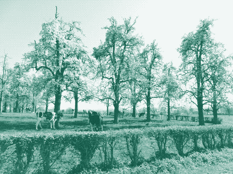 Image: Un verger-prairie entouré d’une haie à Rijkhoven, Belgique. Crédit: Geert Van der Linden.