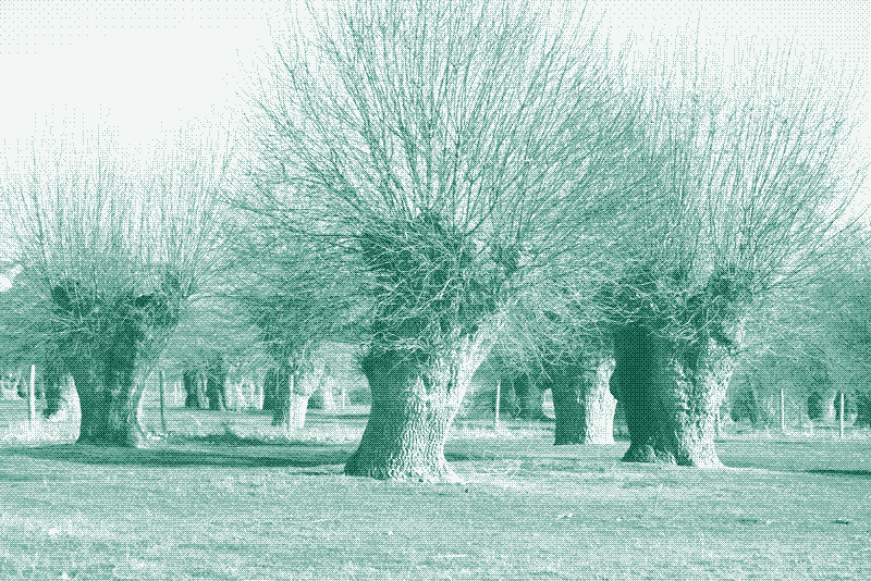Image: Arbres émondés à Ségovie, Espagne. Crédit: Ecologistas en Acción.