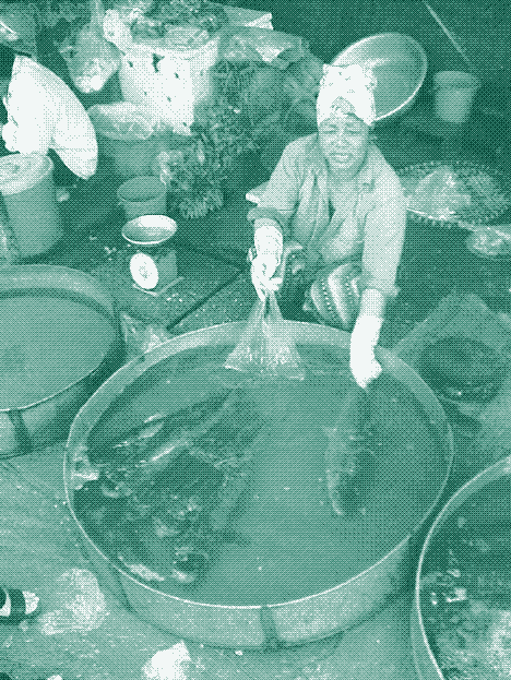 Image: Un marché aux poissons à la pièce et local, dans la commune de Yen So. Anders Dalsgaard. Source: Thi Phong Lan, Nguyen, et al. "Microbiological quality of fish grown in wastewater-fed and non-wastewater-fed fishponds in Hanoi, Vietnam: influence of hygiene practices in local retail markets." Journal of Water and Health 5.2 (2007): 209-218.