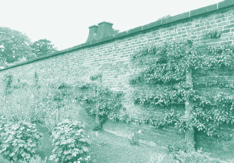 Een verwarmde fruitmuur in Liverpool. Foto: The Horticultural Therapist