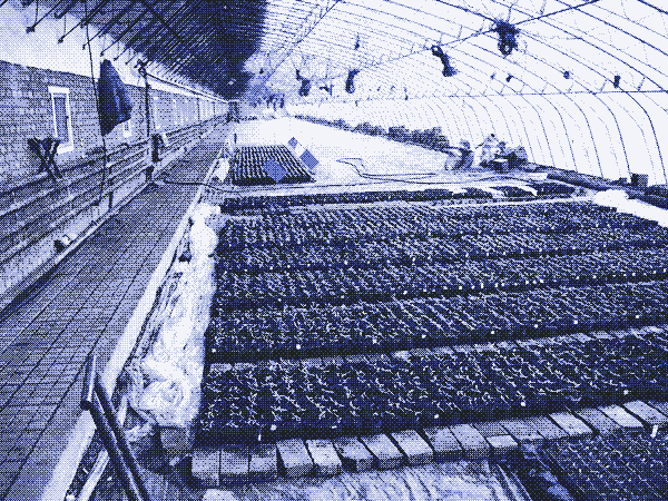 Foto: Chris Buhler, Indoor Garden HQ.