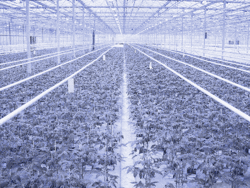 Jonge tomaten in een Nederlandse tuinbouwkas. Foto: Wikipedia Commons.