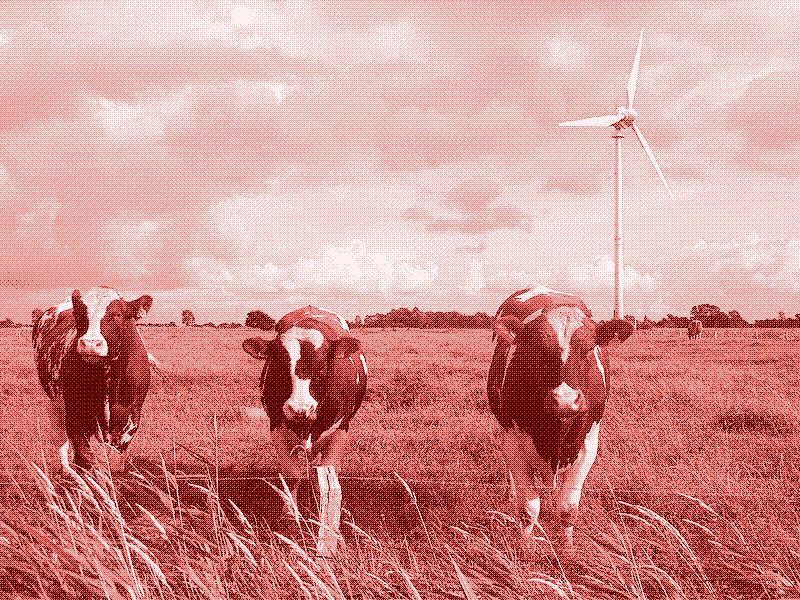 Windenergie kan worden gecombineerd met andere activiteiten zoals landbouw of veeteelt (maar dat laatste is ook niet zo duurzaam). Foto: Dirk Ingo Franke, Wikipedia Commons.