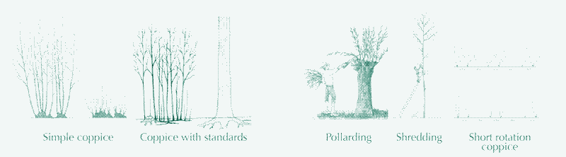 Verschillende snoeimethoden. Illustratie: Helen J. Read, zie bron [^1].