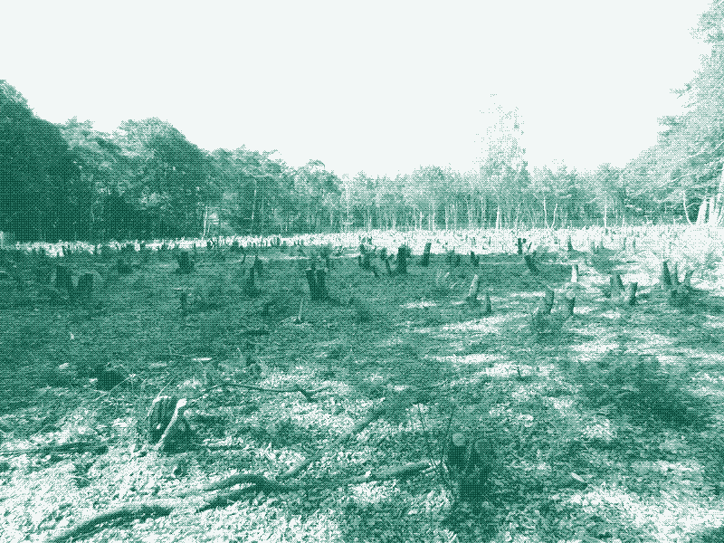 Een recent gehakte groep eikenbomen. Bron: Henk vD. (CC BY-SA 3.0)
