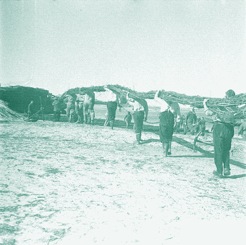 Afbeelding: Het transport van wiepen, 1953. Joop van Bilsen / Anefo, CC0, via Wikimedia Commons.