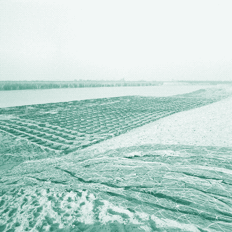 Afbeelding: Zinkstukken in de Biesbosch, 1968. Publiek domein.