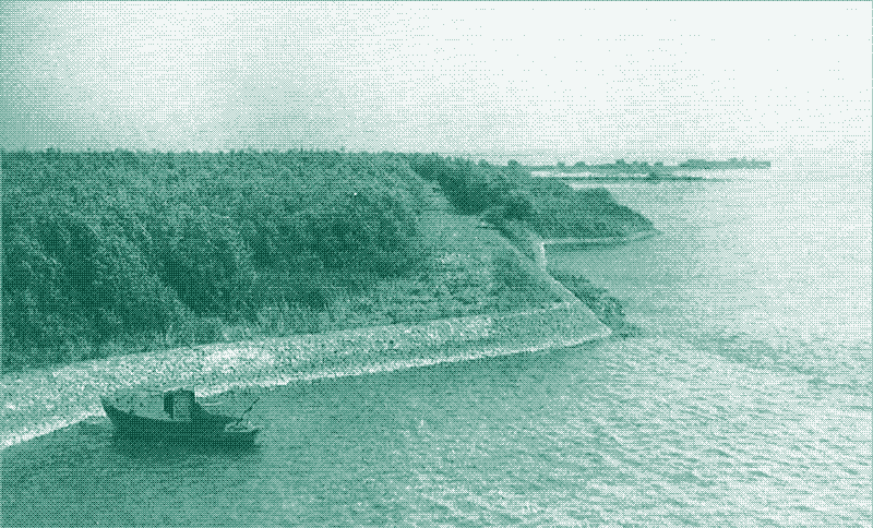 Afbeelding: Een griend op de Anna-Jacominaplaat in 1950. Bron: Wilgenkartering in de Brabantse, Sliedrechtse en Dordtse Biesbosch, 2012-2013. Nationaal Park de Biesbosch, 2014.
