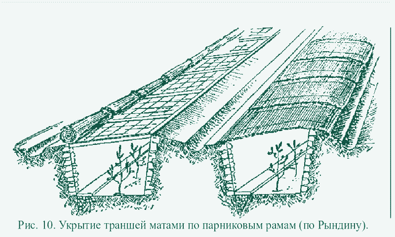 Zdjęcie: Cytrusy uprawianie w rowach.