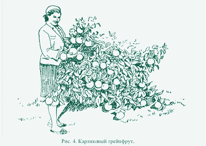 Zdjęcie: Karłowaty drzewko grejpfrutowe.