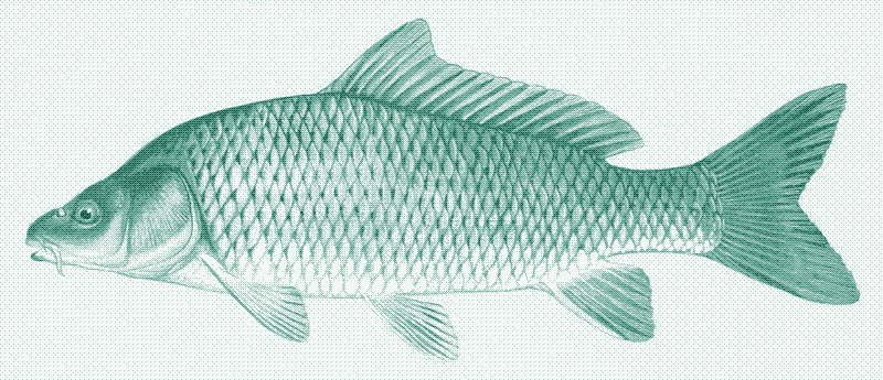 Zdjęcie: Karp zwyczajny (Cyrpinus carpio)