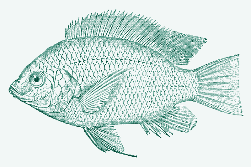 Zdjęcie: Tilapia nilowa (Oreochromis niloticus)