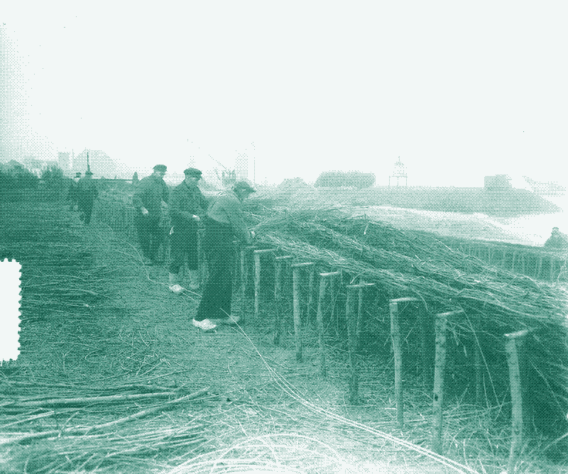Zdjęcie: Przygotowanie faszyn, rok 1952. Autor Harry Pot / Anefo. CCO, przez Wikimedia Commons.