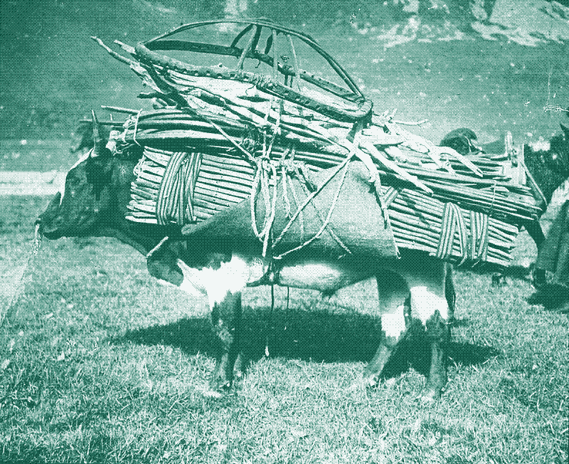 Hình ảnh: Bò yak chở một phần yurt, 1925. Tín dụng ảnh: Fortepan. Ảnh thuộc phạm vi công cộng.